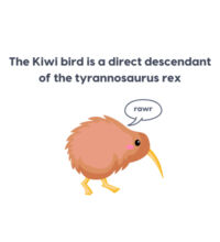 Kiwi Tyrannosarus Rex - Cushion cover Design
