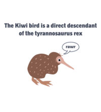 Kiwi Tyrannosarus Rex - Womens Maple Tee Design