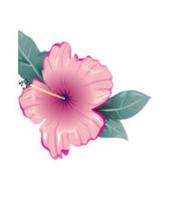 Pink Hibiscus - Tea Towel Design