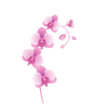 Pink Orchid - Tote Bag Design